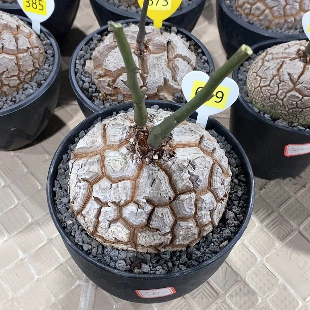 南非龟甲龙龟甲龙