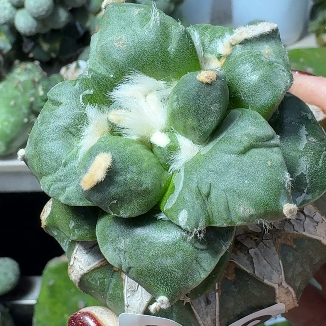 【闪购商品】无花朵凨**夙怒锦208