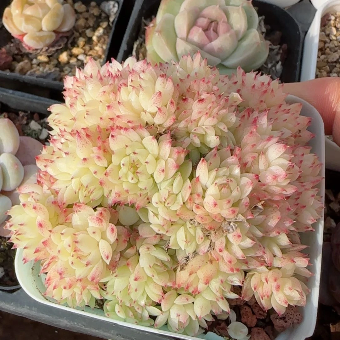 花语逸境0122-36小雏菊