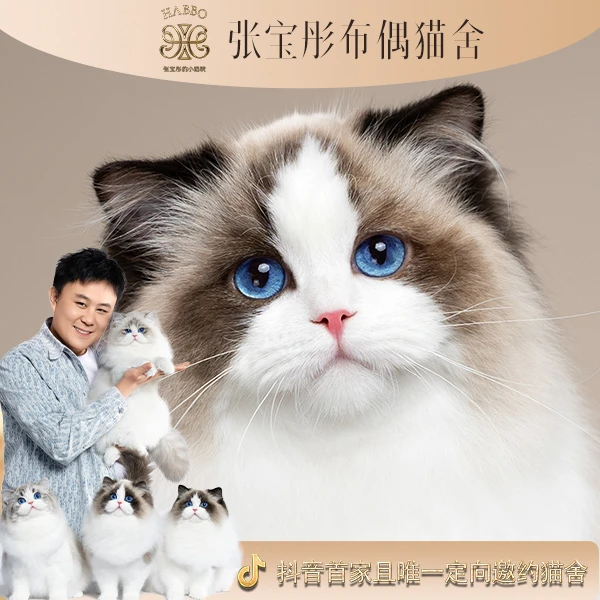 张宝彤布偶猫舍海神弟弟 | 新脸版布偶猫创始猫舍