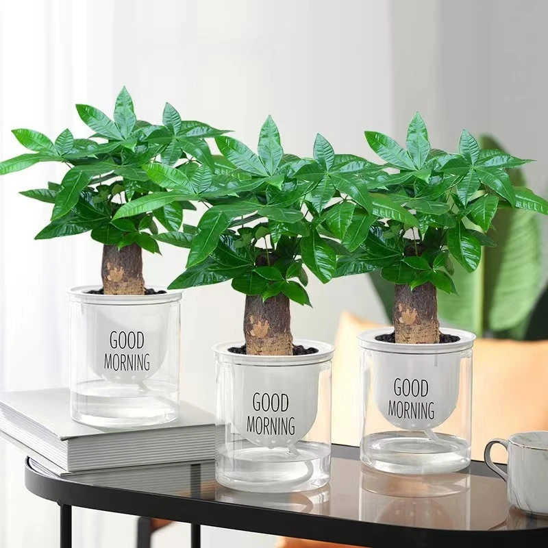 发财树水培小盆栽植物办公室小盆栽卧室发财树四季常青 新手绿