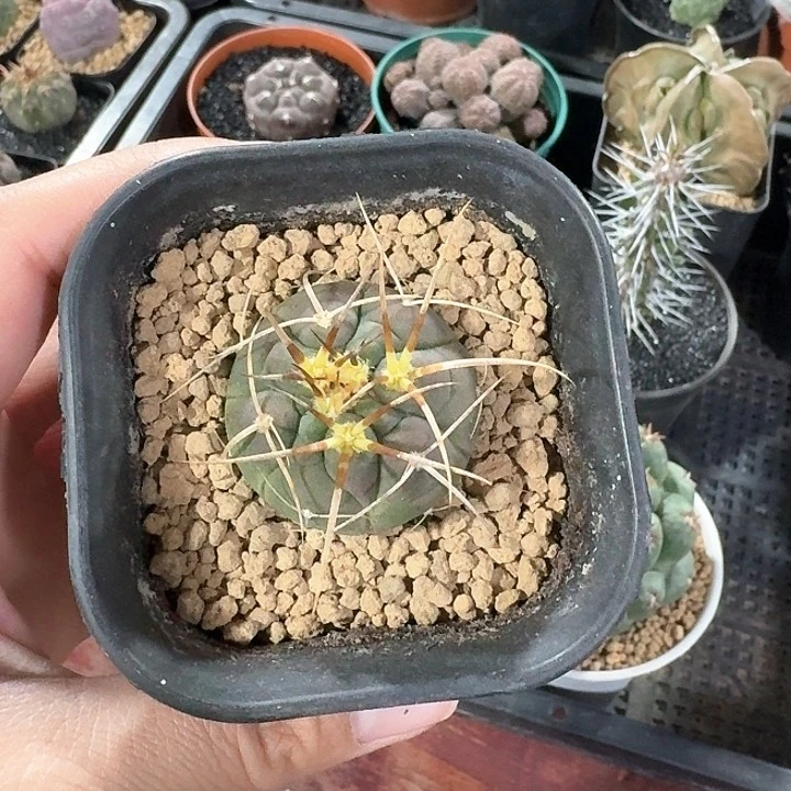 雾*光淋玉仙人球123