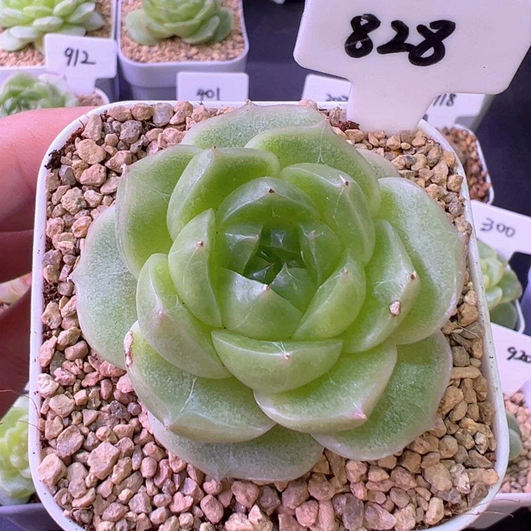 828号珍妮 晗雨多肉