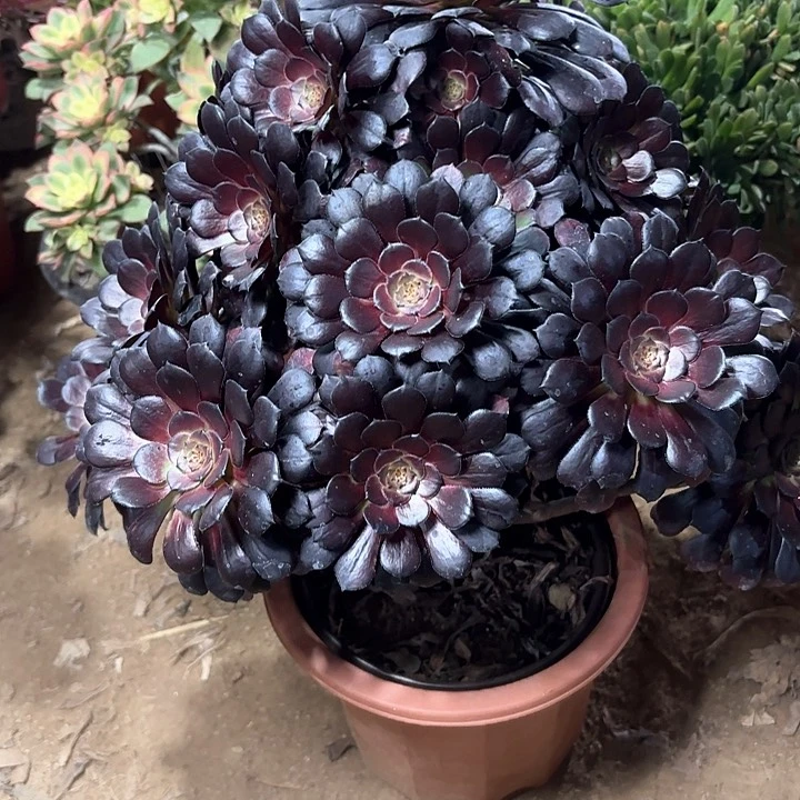 多肉植物法师墨铜92