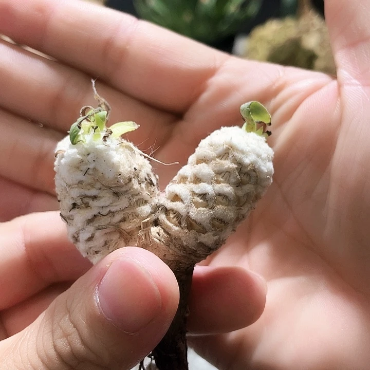 刨花66666666666666