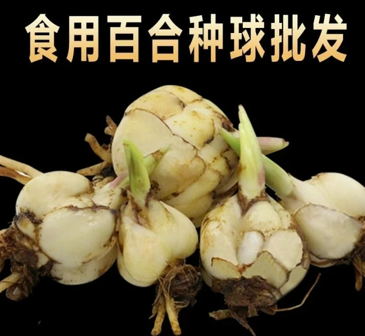 四季可种植可食用百合种球药食同源2025新鲜现挖批发各地特产