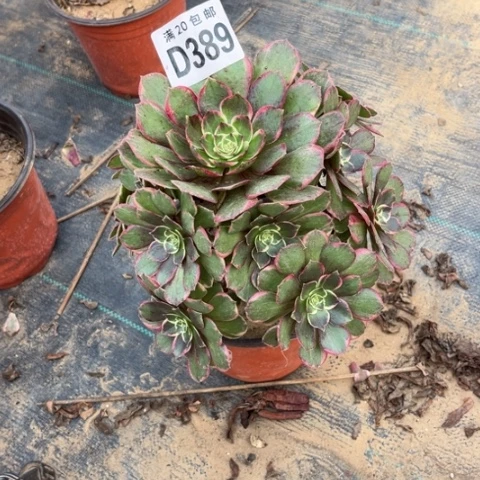 389粉花妖不包断枝
