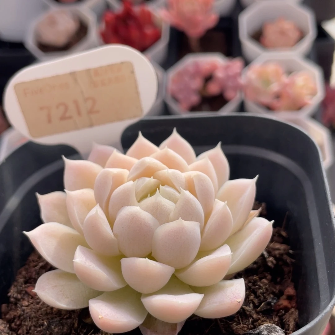 白月影7212-6.5厘米