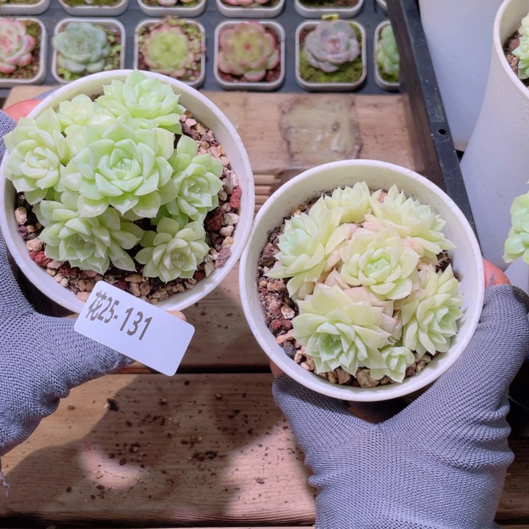 花利美25-131白天鹅2颗