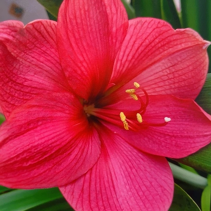 舞仙座5厘米朱顶红