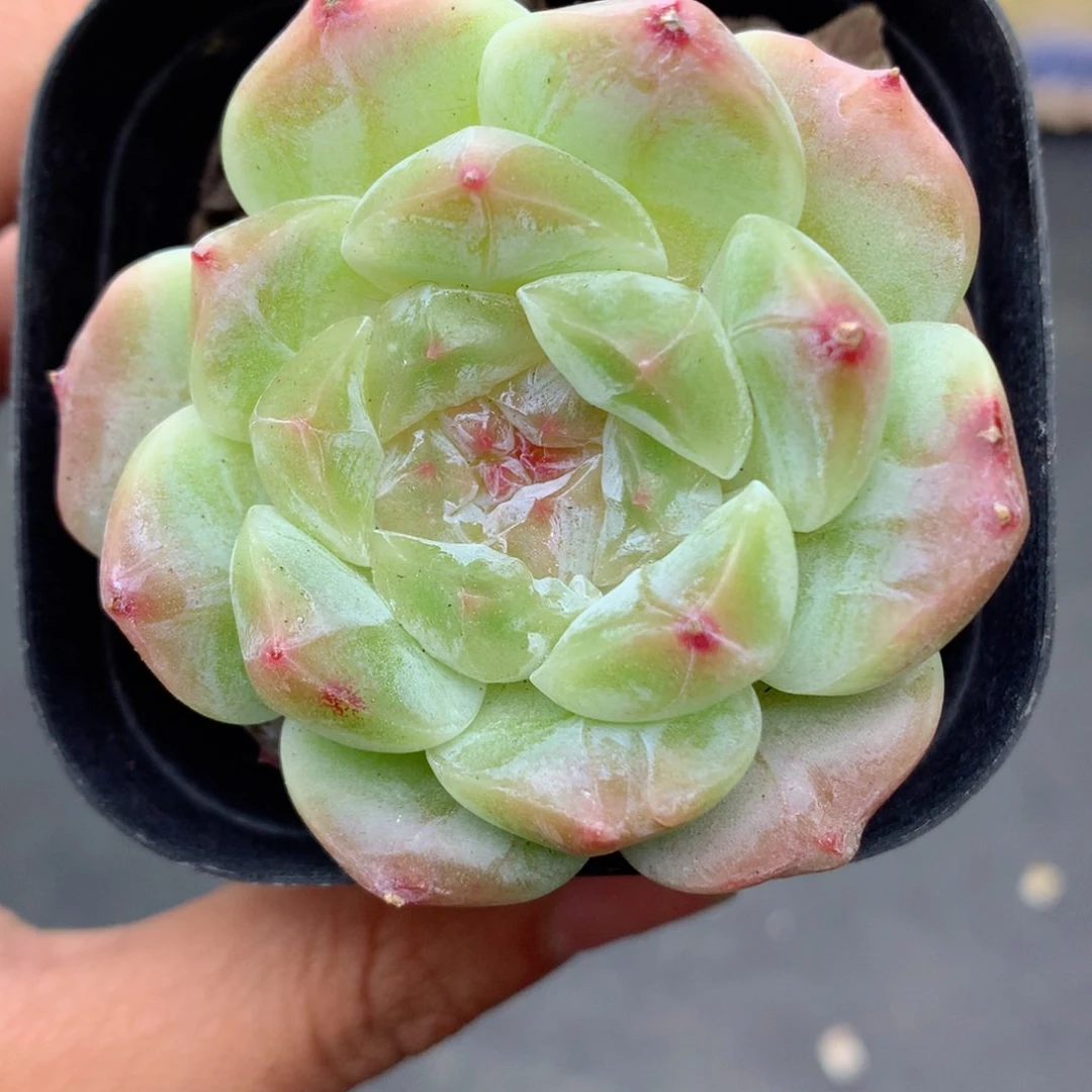 58包邮  群生不包整61