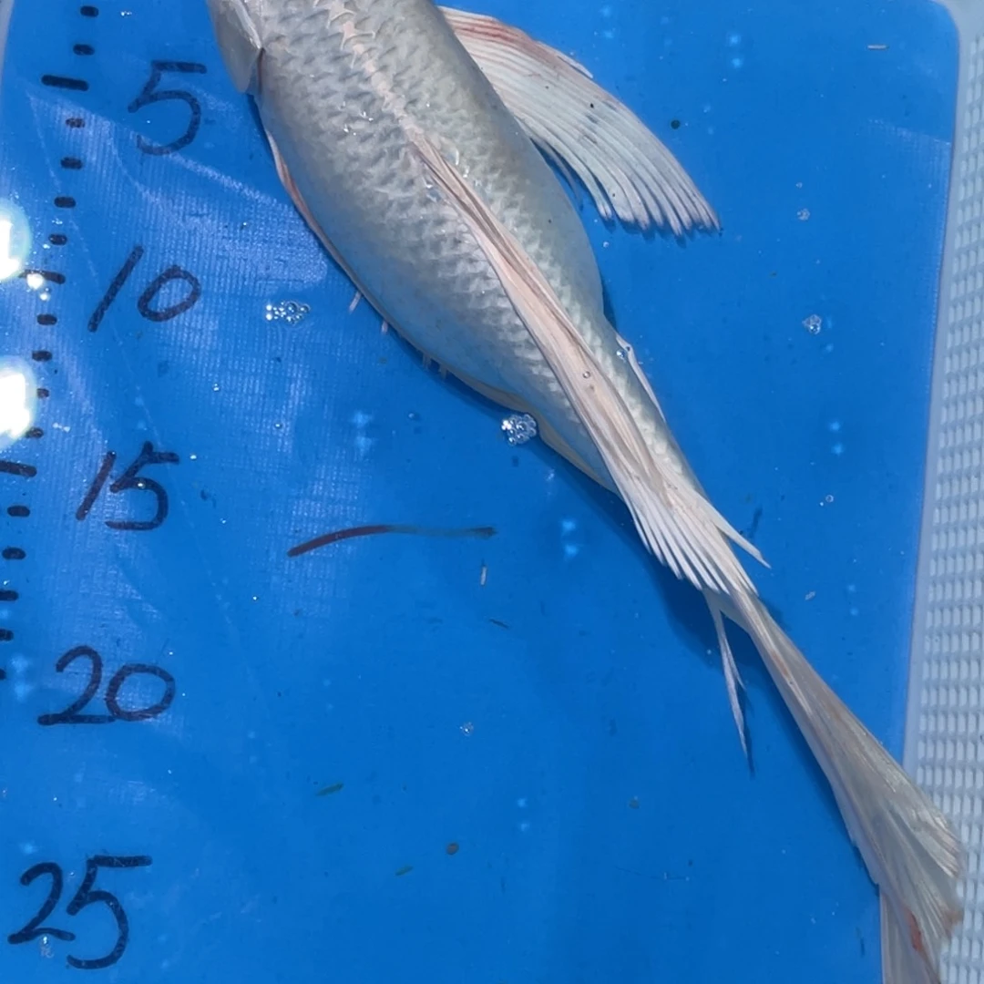 锦鲤锦鲤锦鲤包邮蝴蝶鲤鱼
