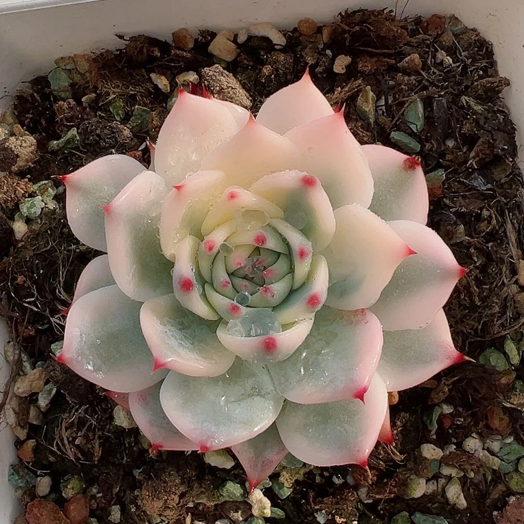 吉娃娃锦，半覆轮锦