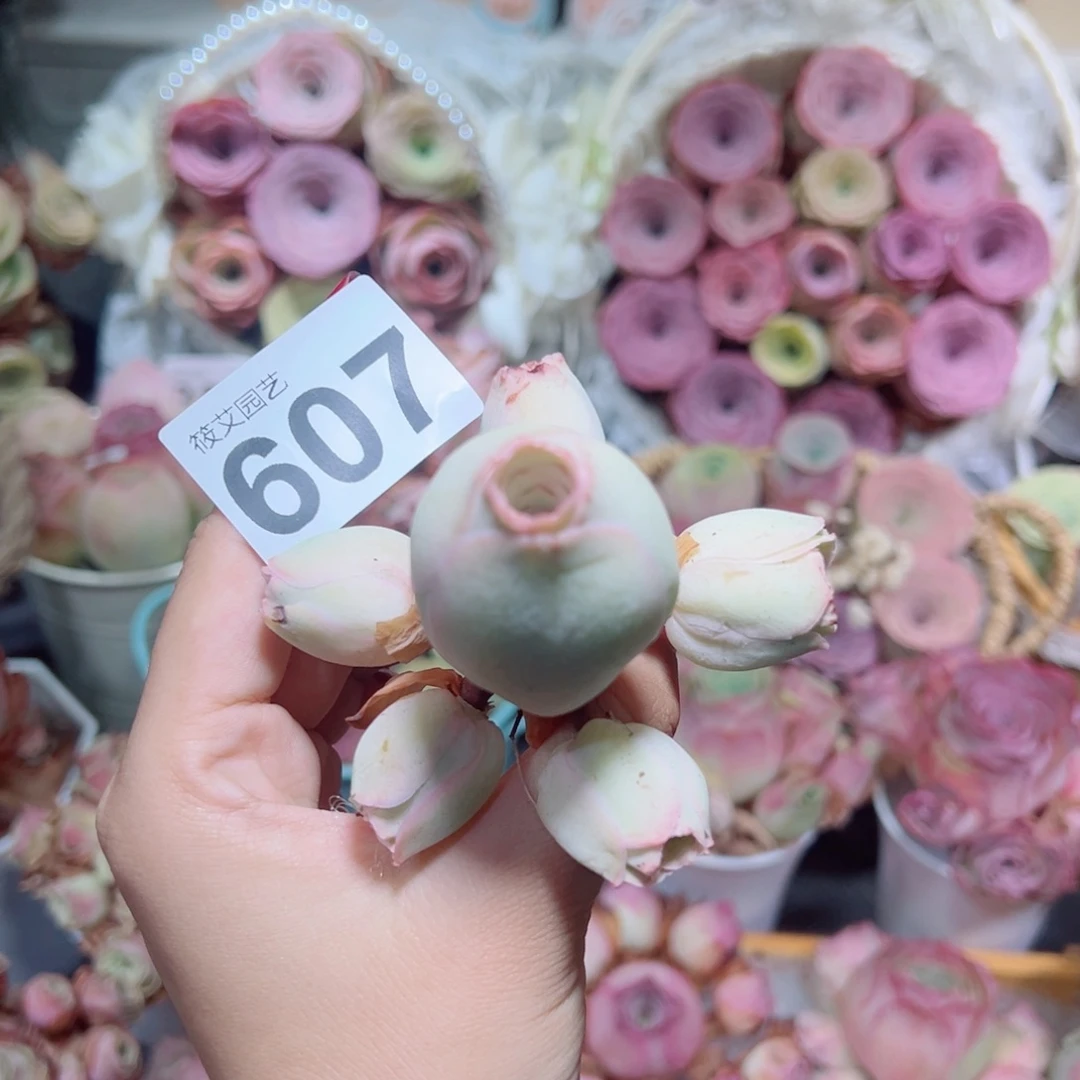 607粉白飘枝群。
