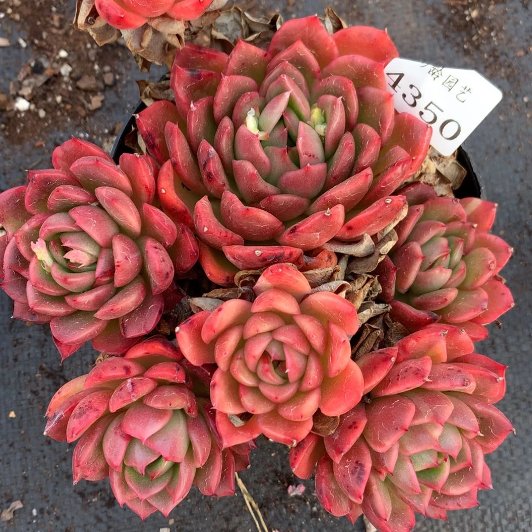 4350杂交多肉老桩