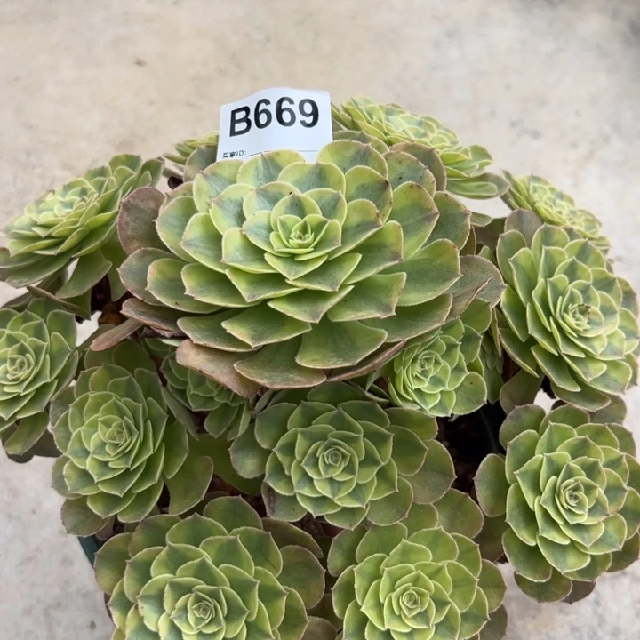 669雨荷23厘米左右