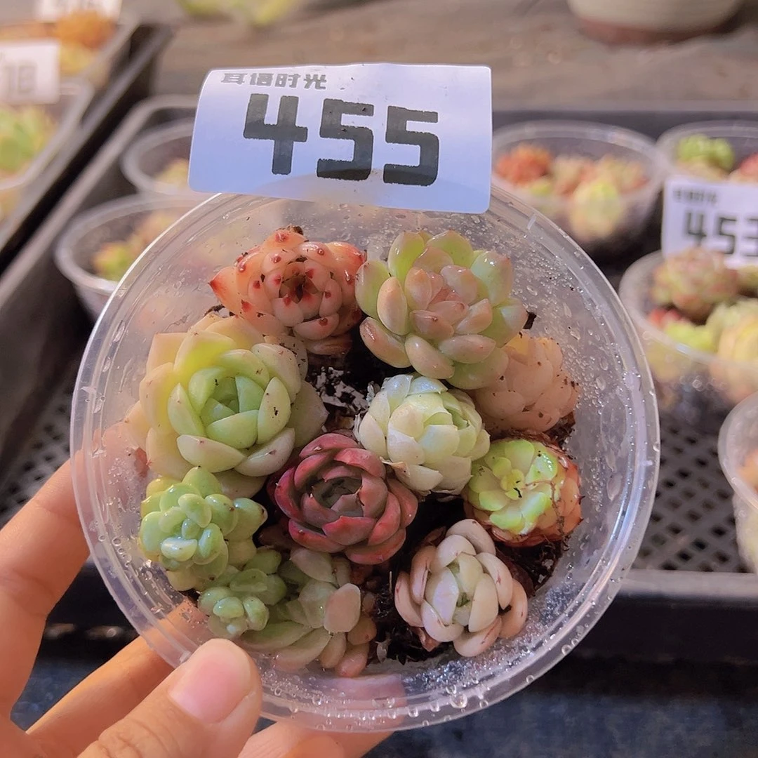 455拼盘，多肉植物