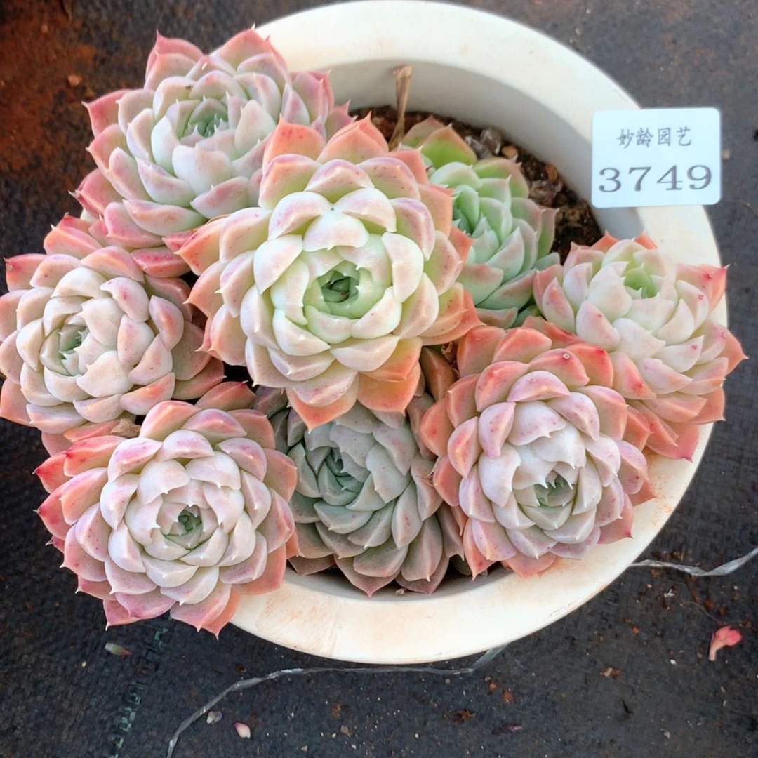 落**梅3749瑕疵不售后特价