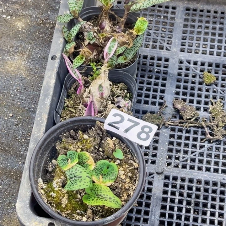 278油点白合一物一图如图带盆