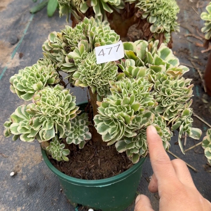 迈巴赫法师锦缀化477