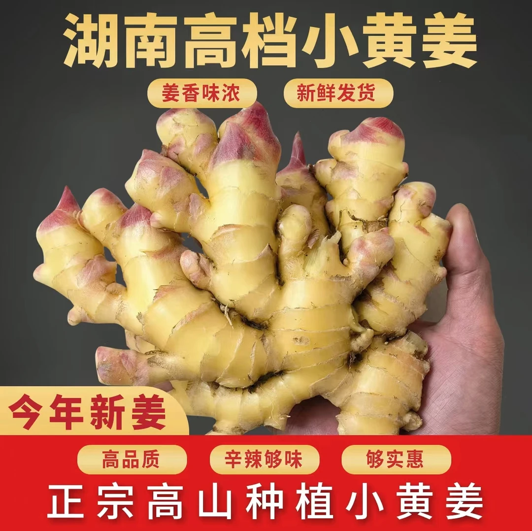 湖南农家自种新鲜仔姜子姜红芽姜生姜小黄姜批发生姜泡老醋