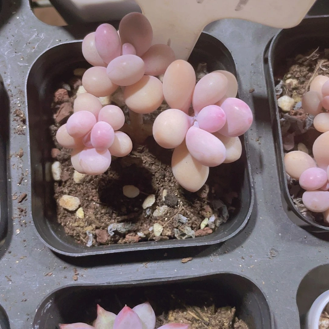 本*然水光针桃蛋w099一物一拍