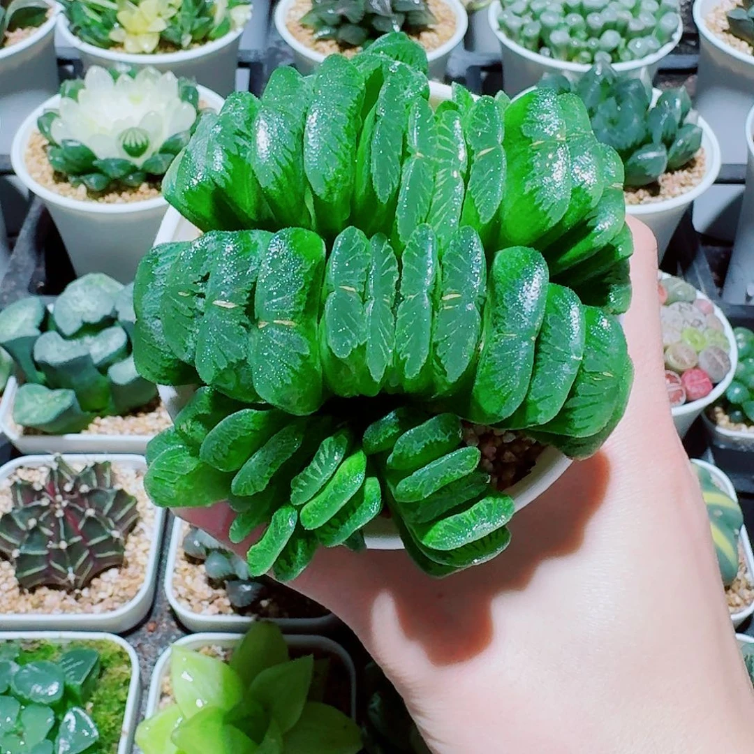 福利，母本翡翠玉扇