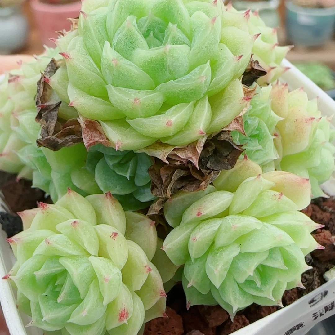 花语逸镜0927-31散