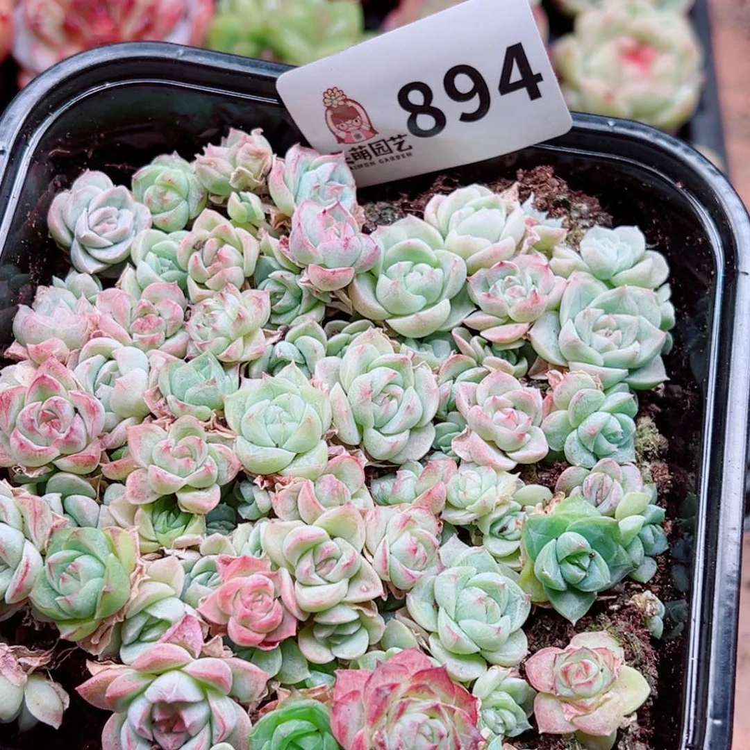 多肉植物多肉植物