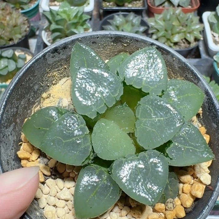 十二卷玉露大颗沁影寿