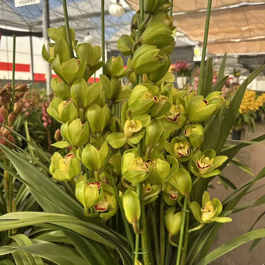一盆花卉【玉观音】带花剑大花蕙兰高端名贵兰花盆栽南北方好养