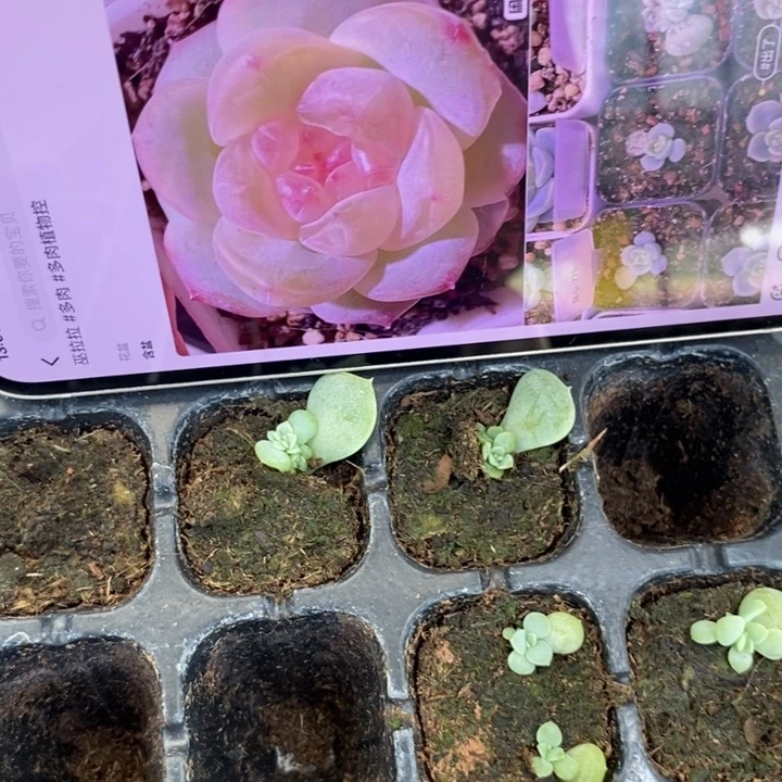 甜心776芽苗一个多肉