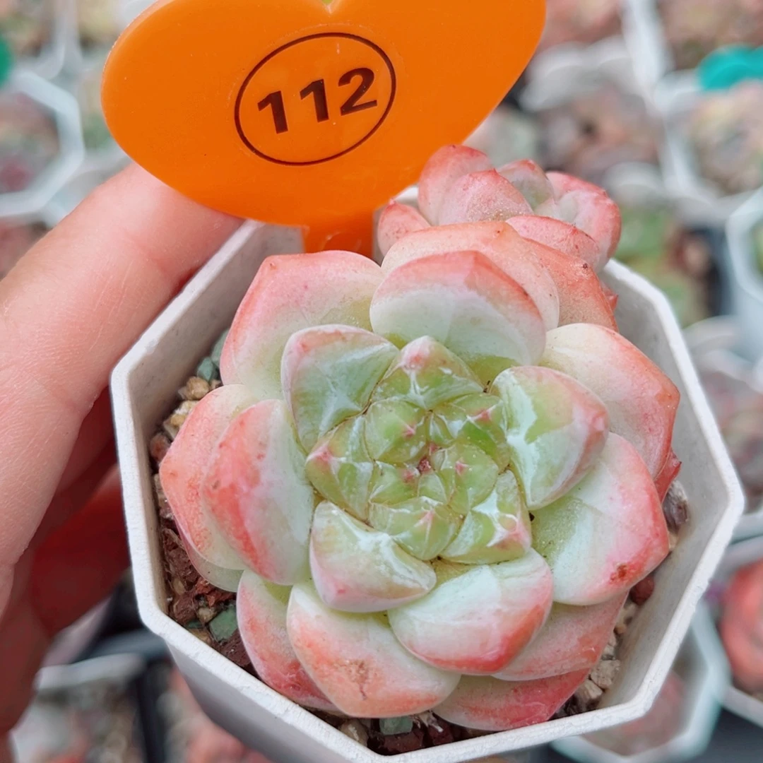 112号小老桩糖心双头