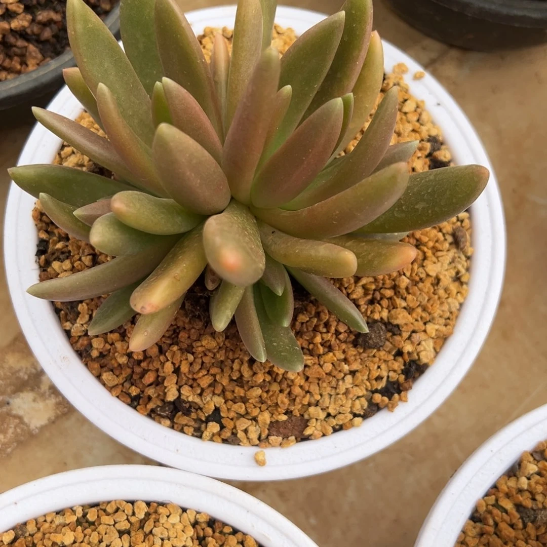 一***间八爪鱼 群生 阿松多肉