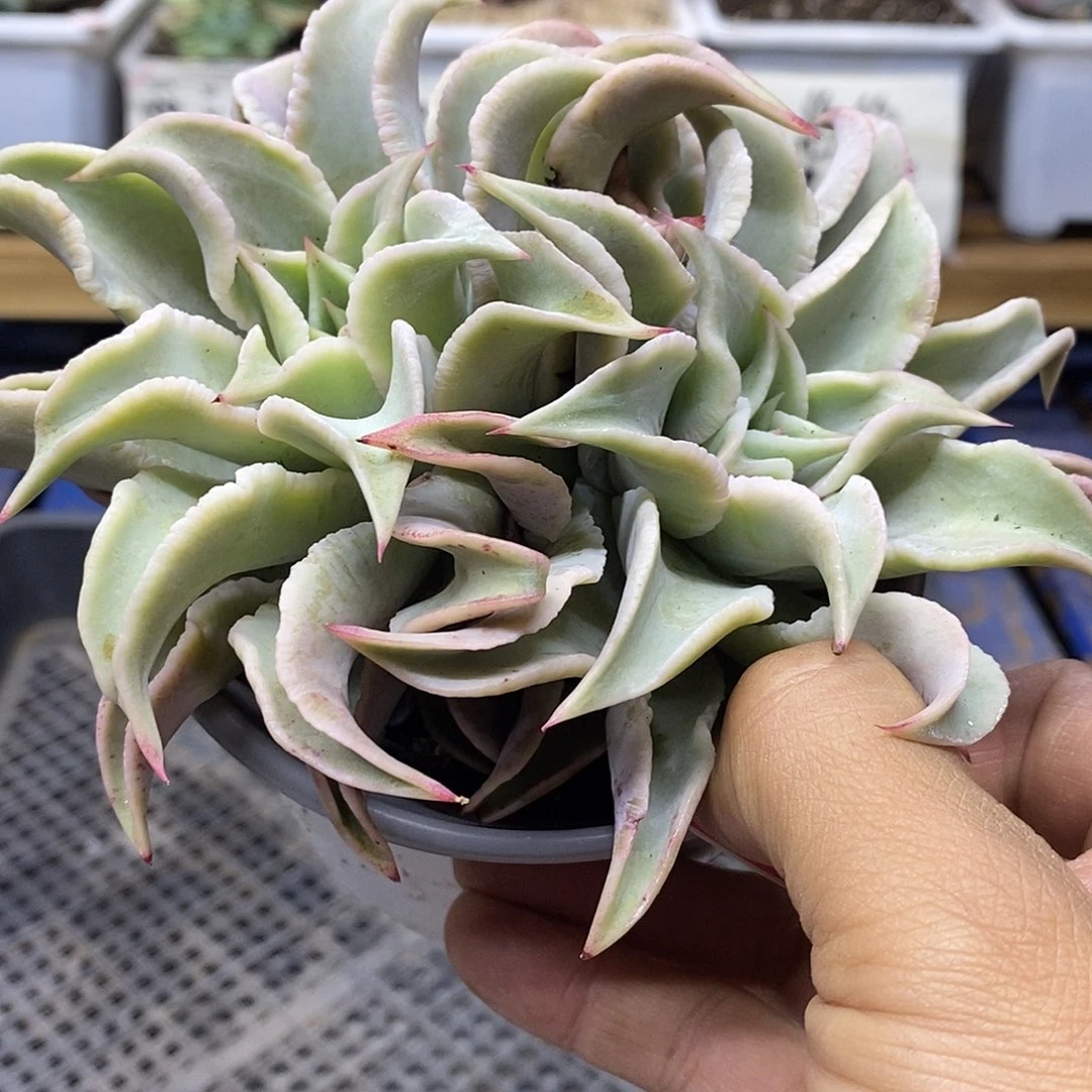 2101 瘤子饺子皮双头 无瘤