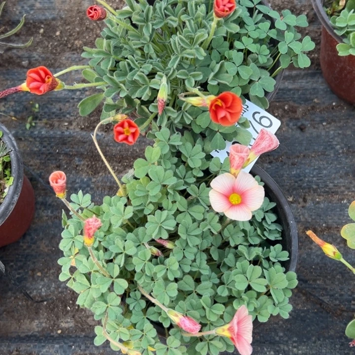 酢浆草676，一物一拍带盆