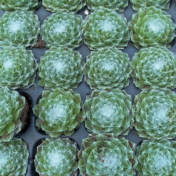 小猪丝卷卷1元带土发