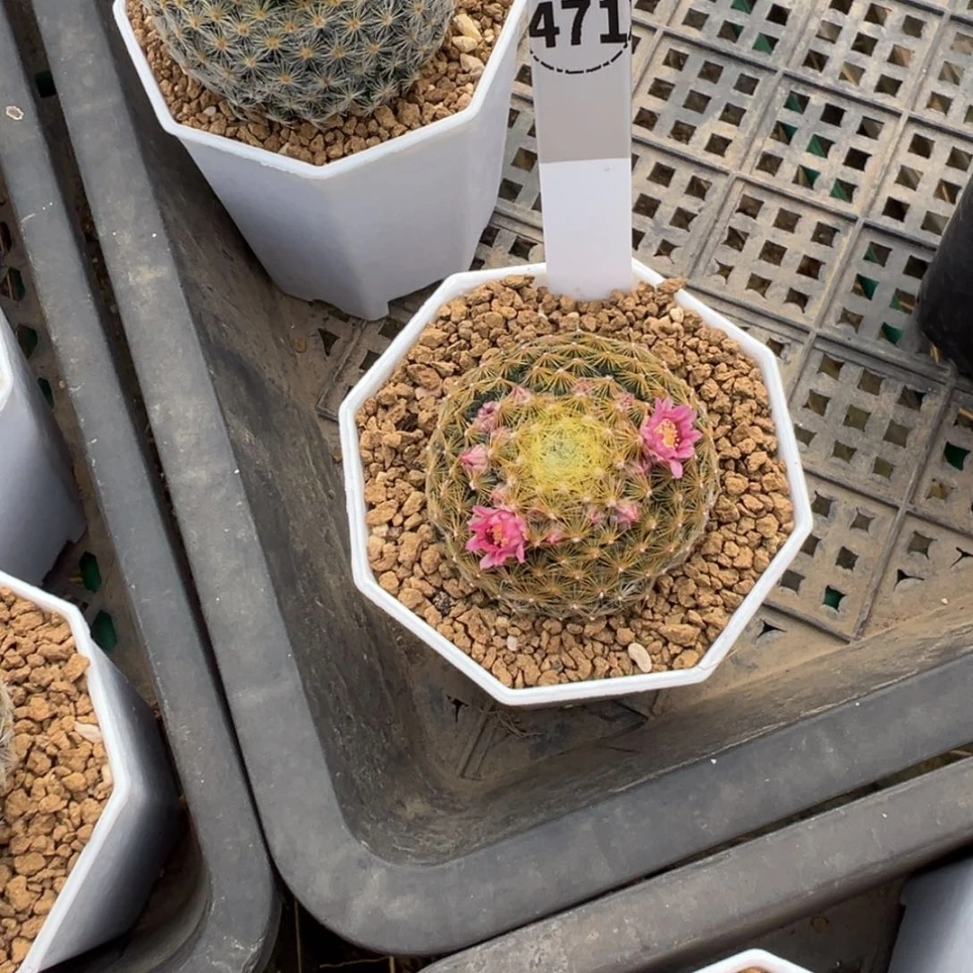 俞***洁明星丸多肉植物带盆土471