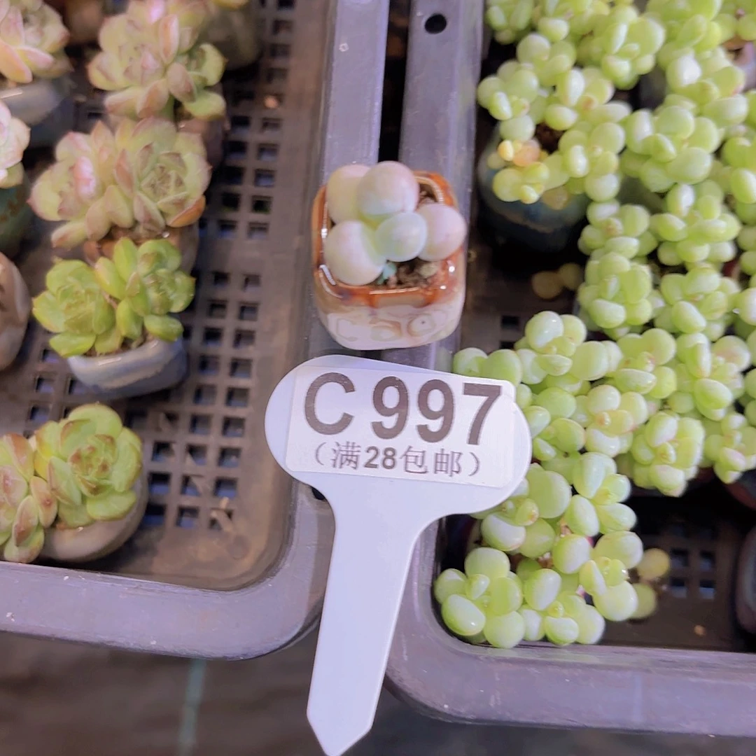 姝***妍C997奶酪带盆一物一拍