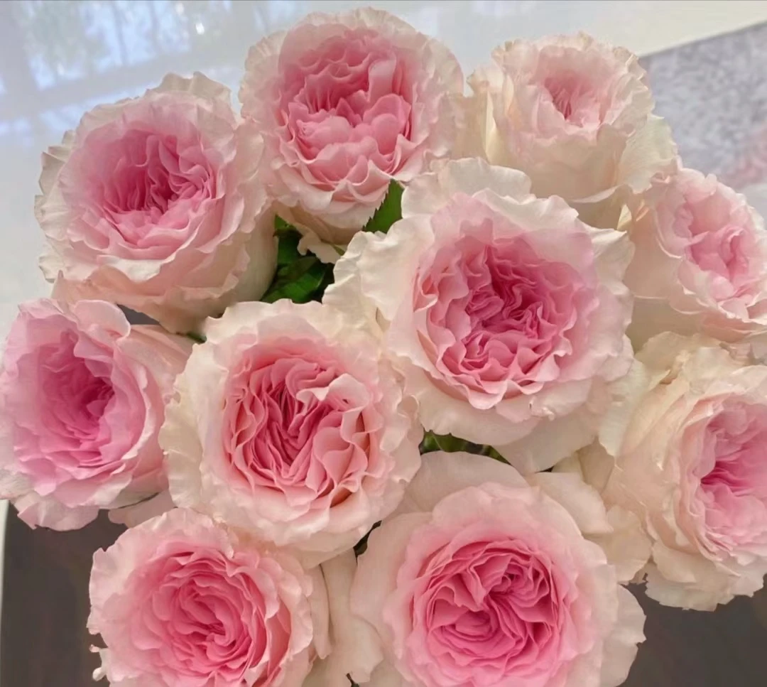 洛神玫瑰鲜切花--云南基地新鲜现采现发-收到货需要醒花（6-8小时）