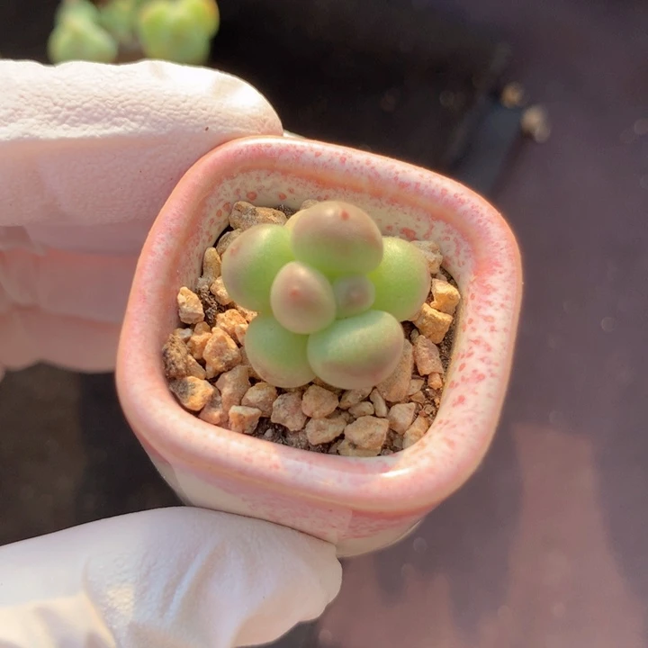萤火虫 冰糖 周正可爱