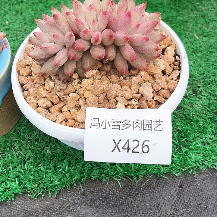 小*我是你的小可爱啊我的小可爱啊呜呜