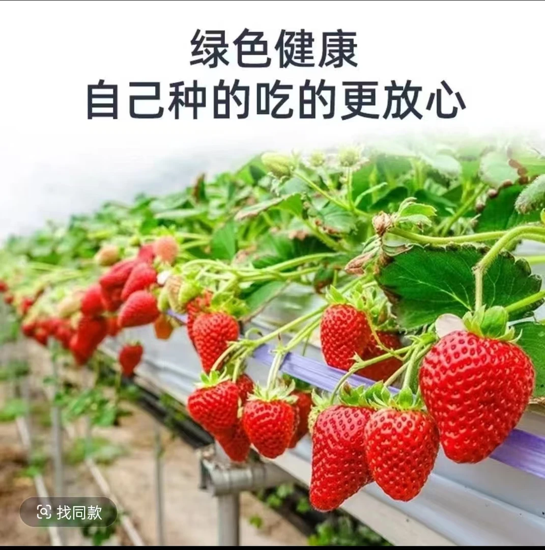 草莓苗---真红美玲----四季草莓苗