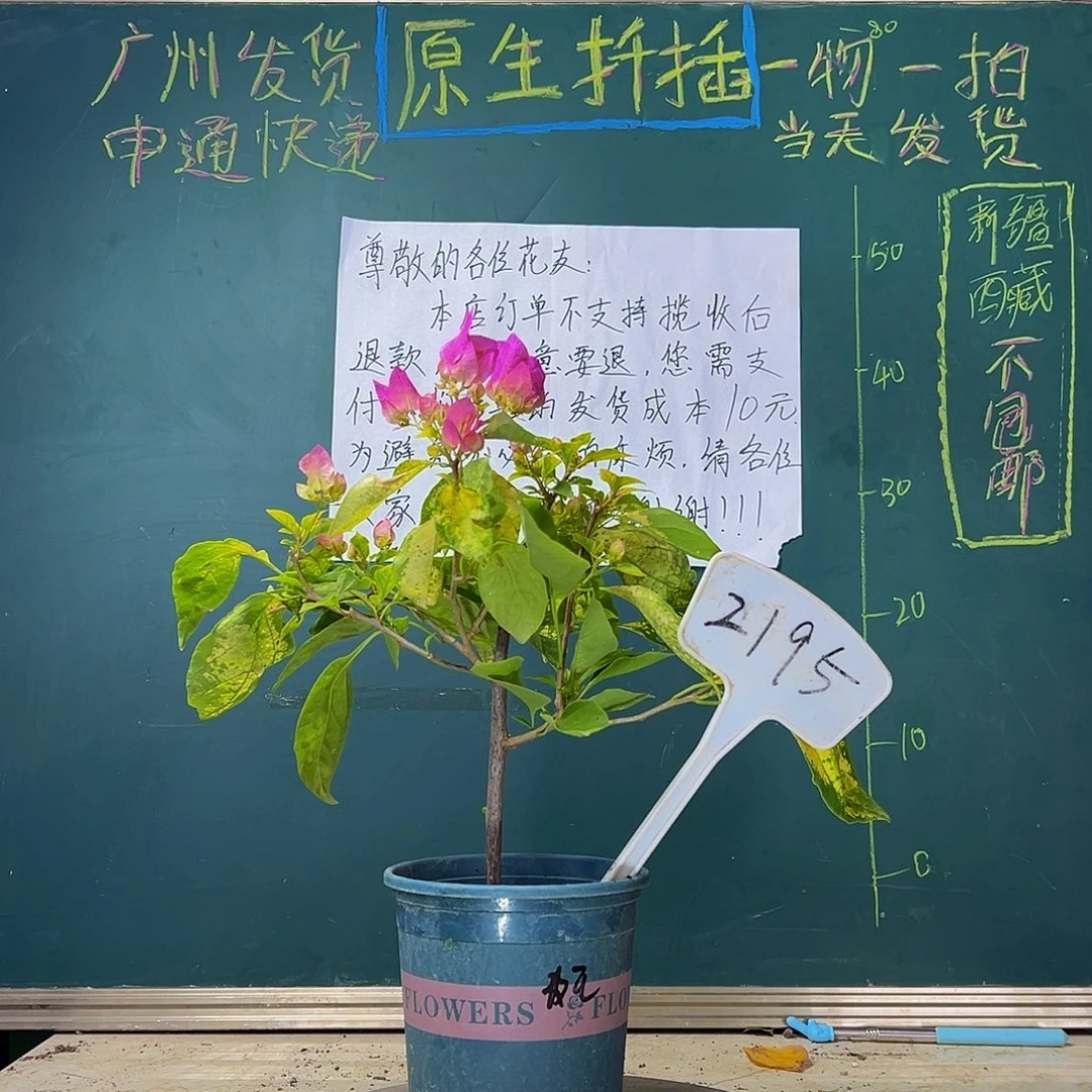 当前无花栽培后可以开花  斑红樱   2195