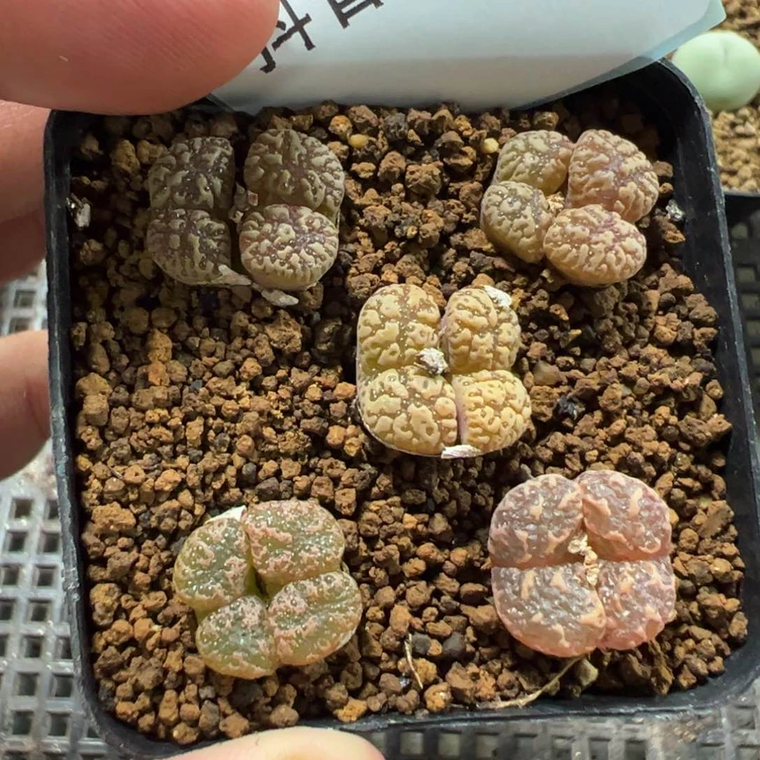 11-167肉锥多肉植物