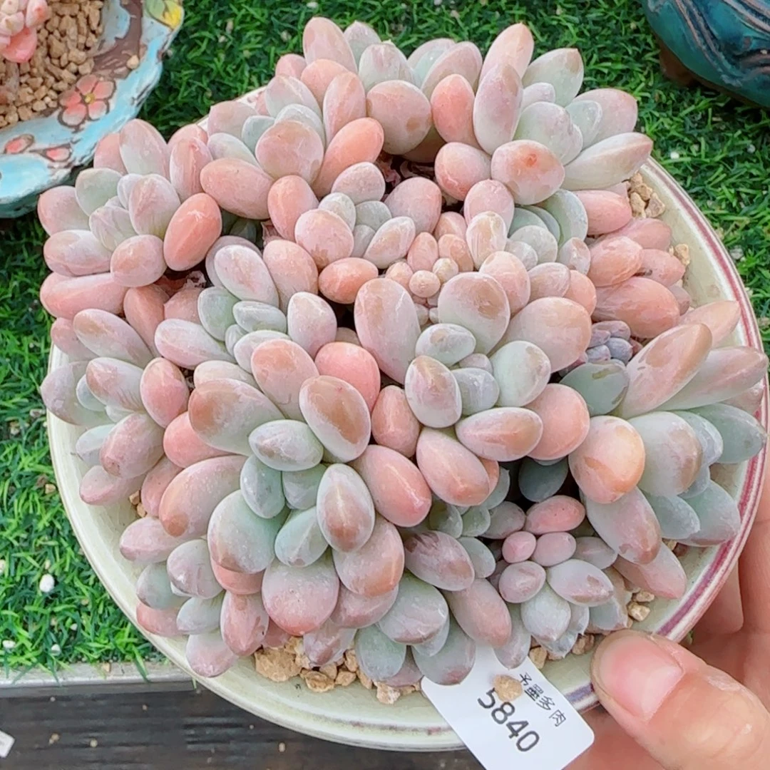 香玉无砍，5840多肉植物