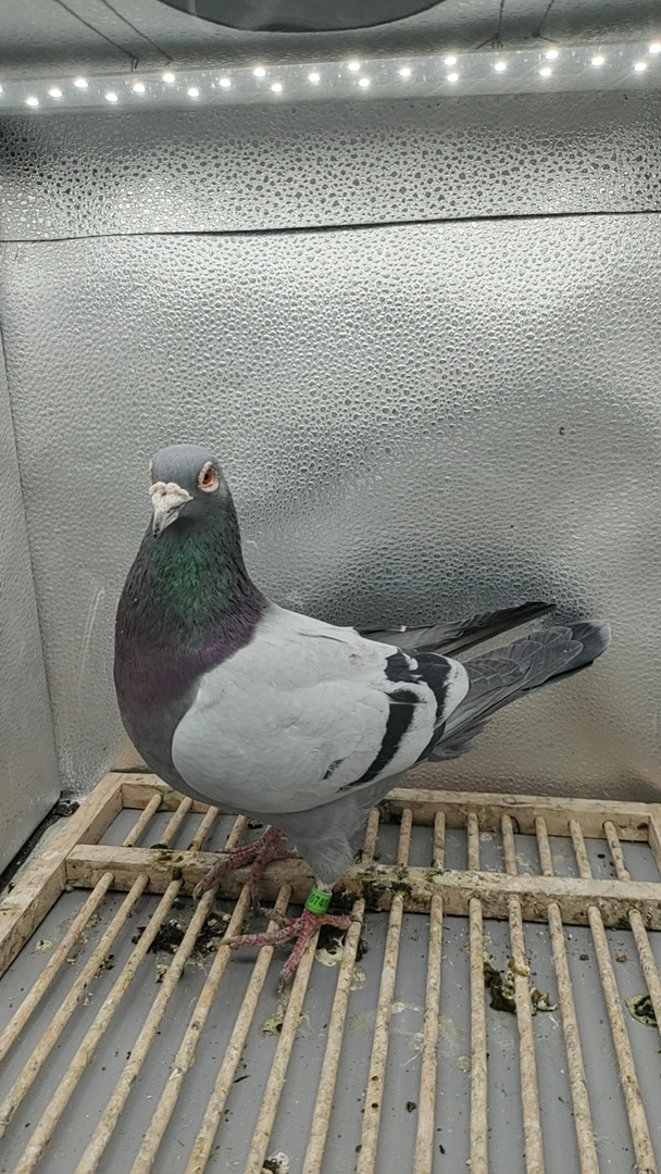 詹森血统赛鸽活体信鸽幼鸽种鸽一对