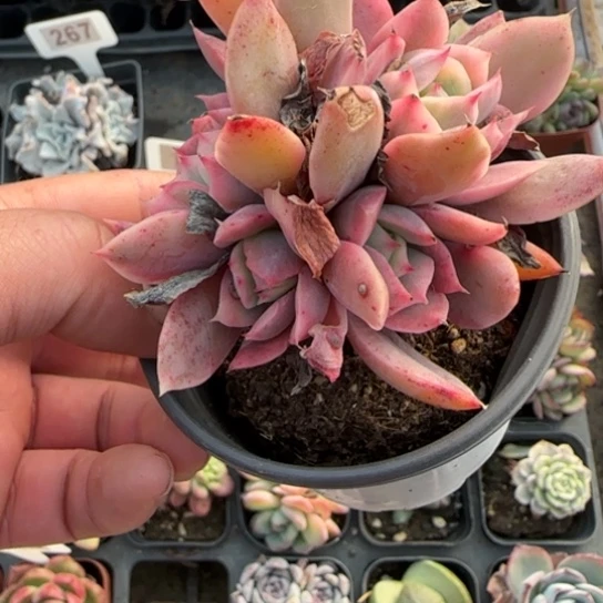 60绮罗锦多肉植物多