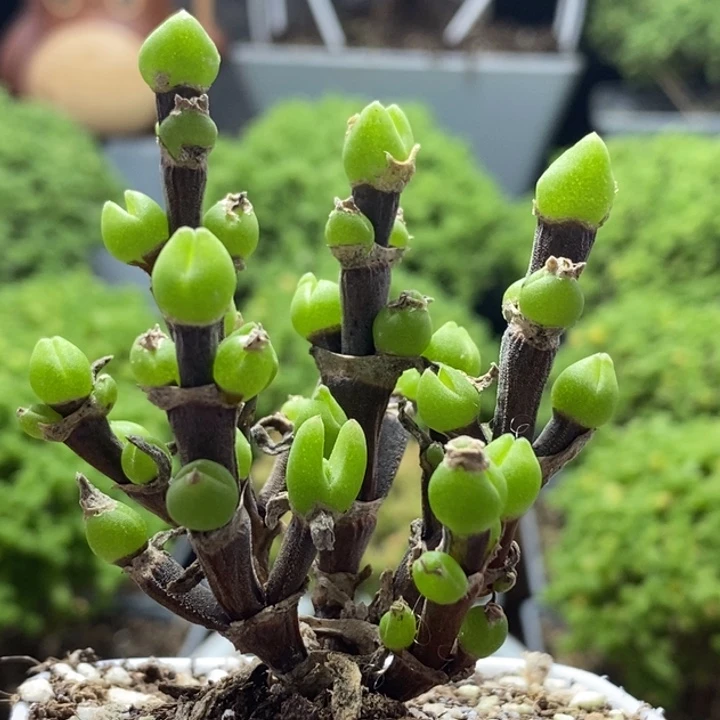 乐***飞枝干兔子8276枝干番杏