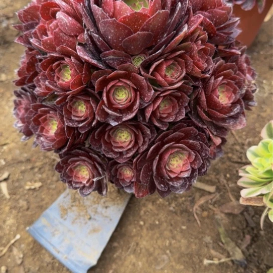 桃花石13.99加急发明天早上八点